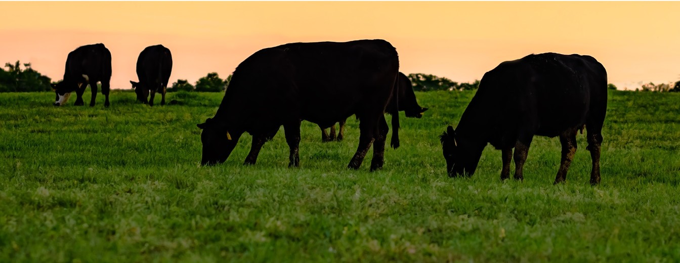 PERFORMAX NON-WEATHERIZED MINERALS