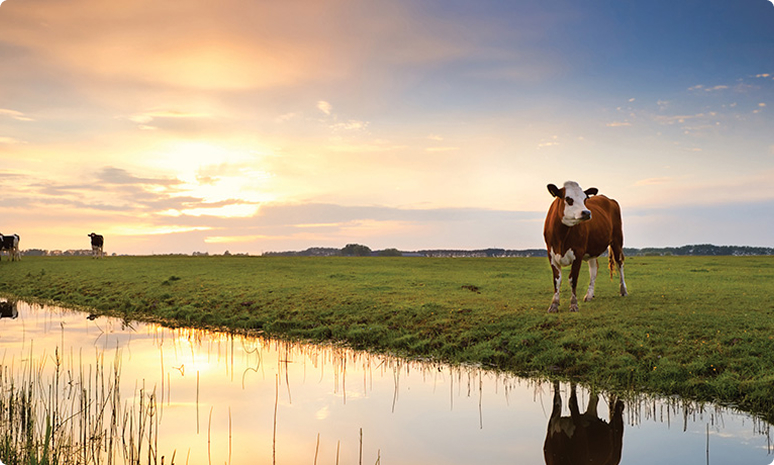 Complete livestock solutions, all in one place