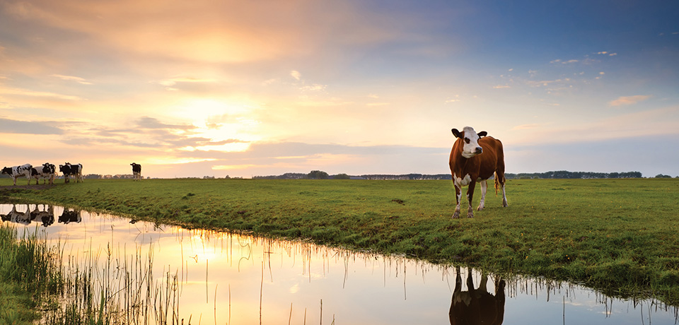 Supplements key to healthy cattle