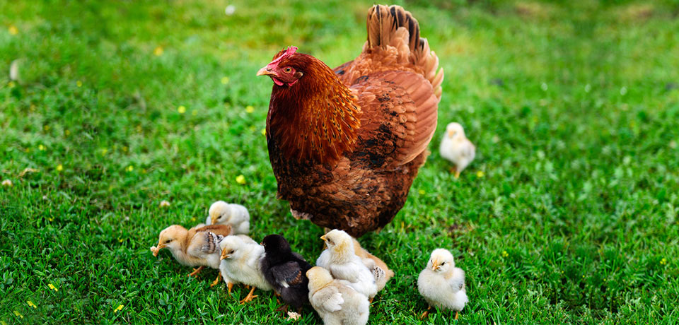 Bringing the flock home