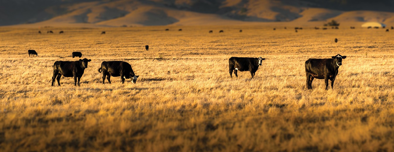 PERFORMAX WEATHERIZED MINERALS