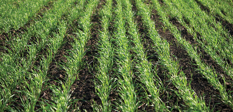 Managing Kochia: Agronomic advice and solutions